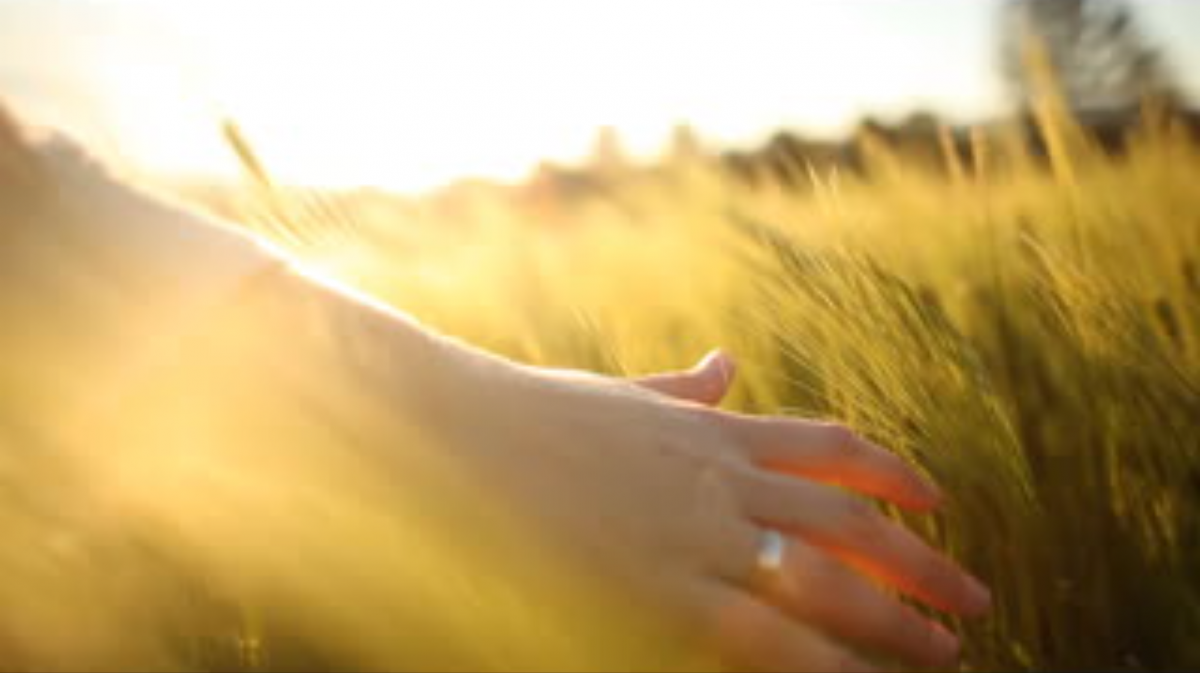 Profesjonalne wsparcie biznesu w UK – NaszaFirma.uk Ręka na polu zboża – baner strony NaszaFirma.uk