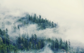 fog-in-the-forest